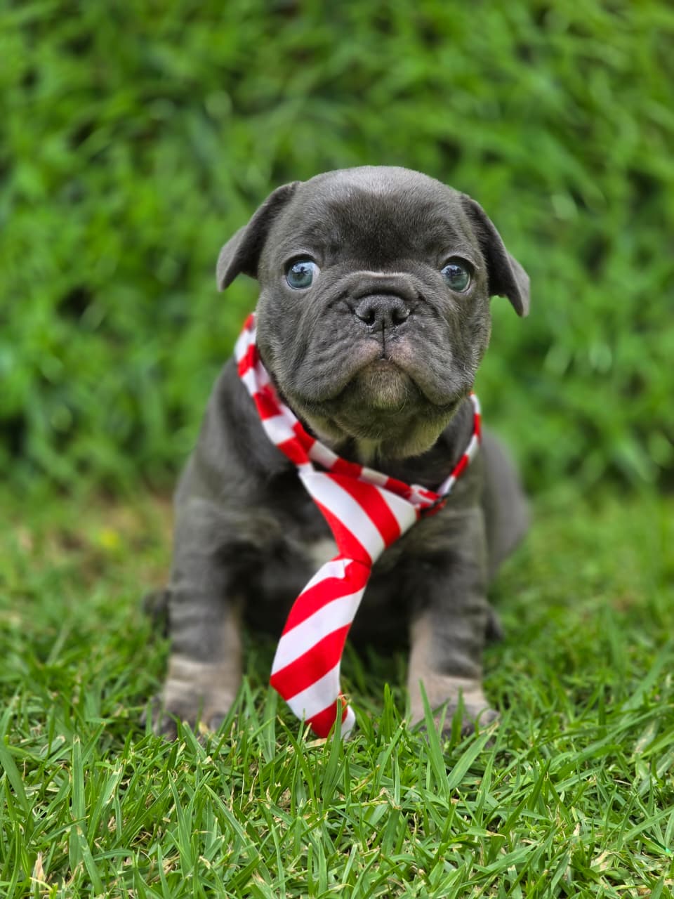 Available French Bulldog Puppy 5